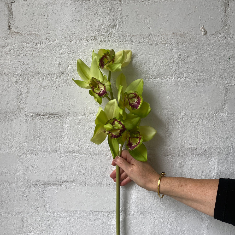 Real Touch Orchid Phalaenopsis + Cymbidium Stems (Artificial)