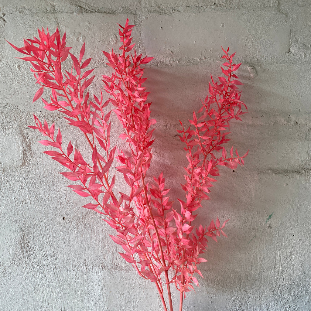 Preserved Italian Ruscus - Light Pink – Kukka Flowers