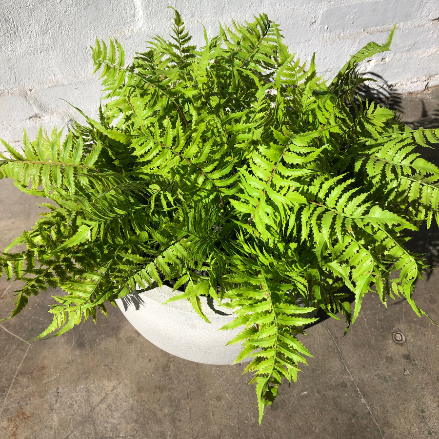 Artificial Small Fern Stem (UV/Sun Protected)