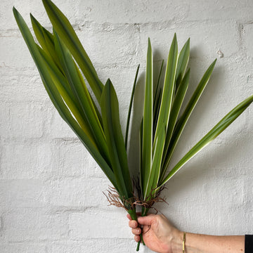 Artificial Orchid Leaf - Tall