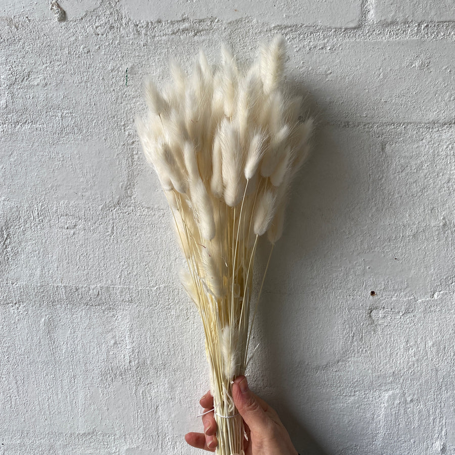 Dried & Preserved Bunny Tail Varieties – Handcrafted Flowers