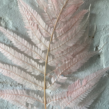 Dried/Preserved Ferns